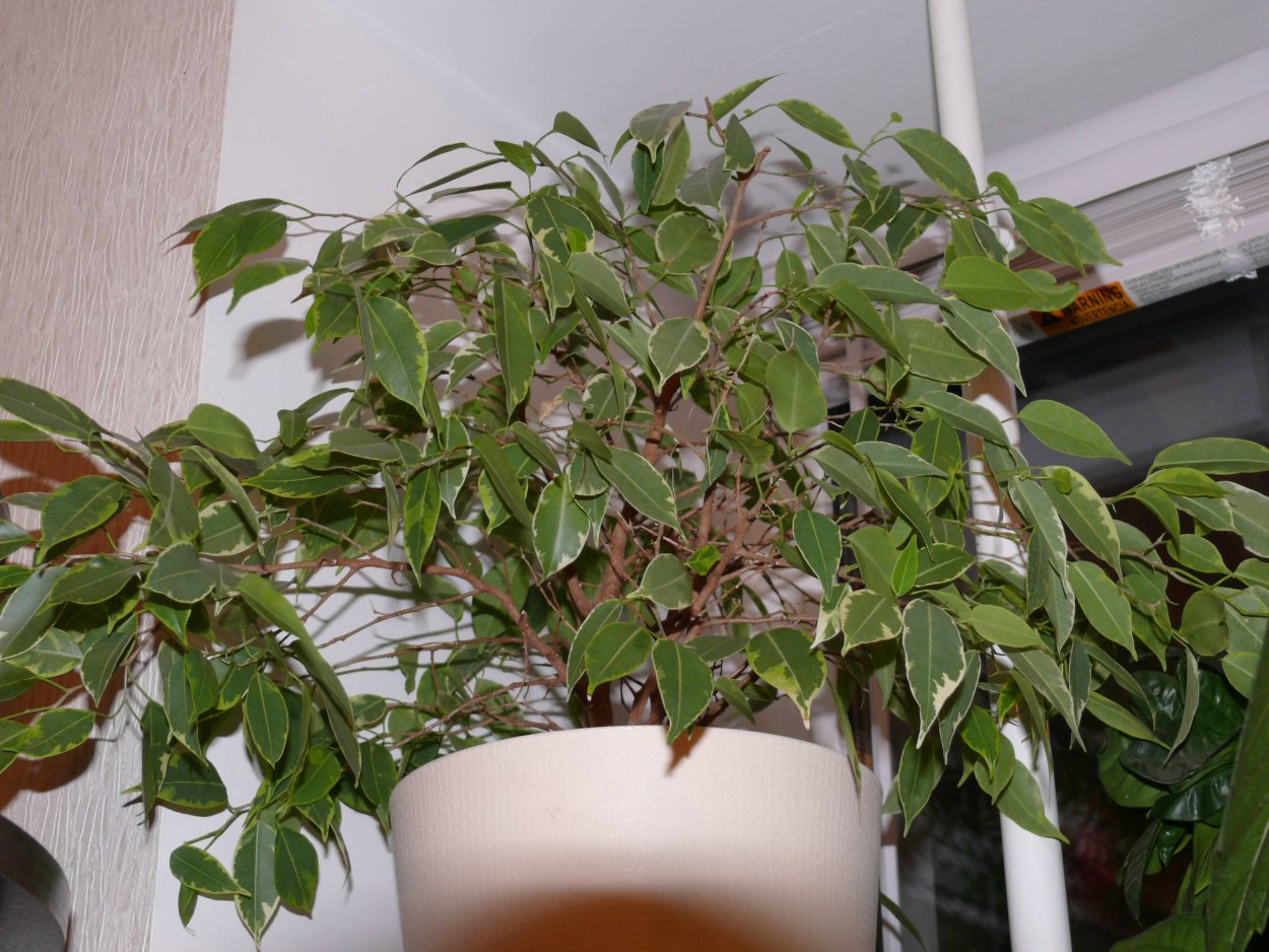 Фикус самшитолистный бонсай