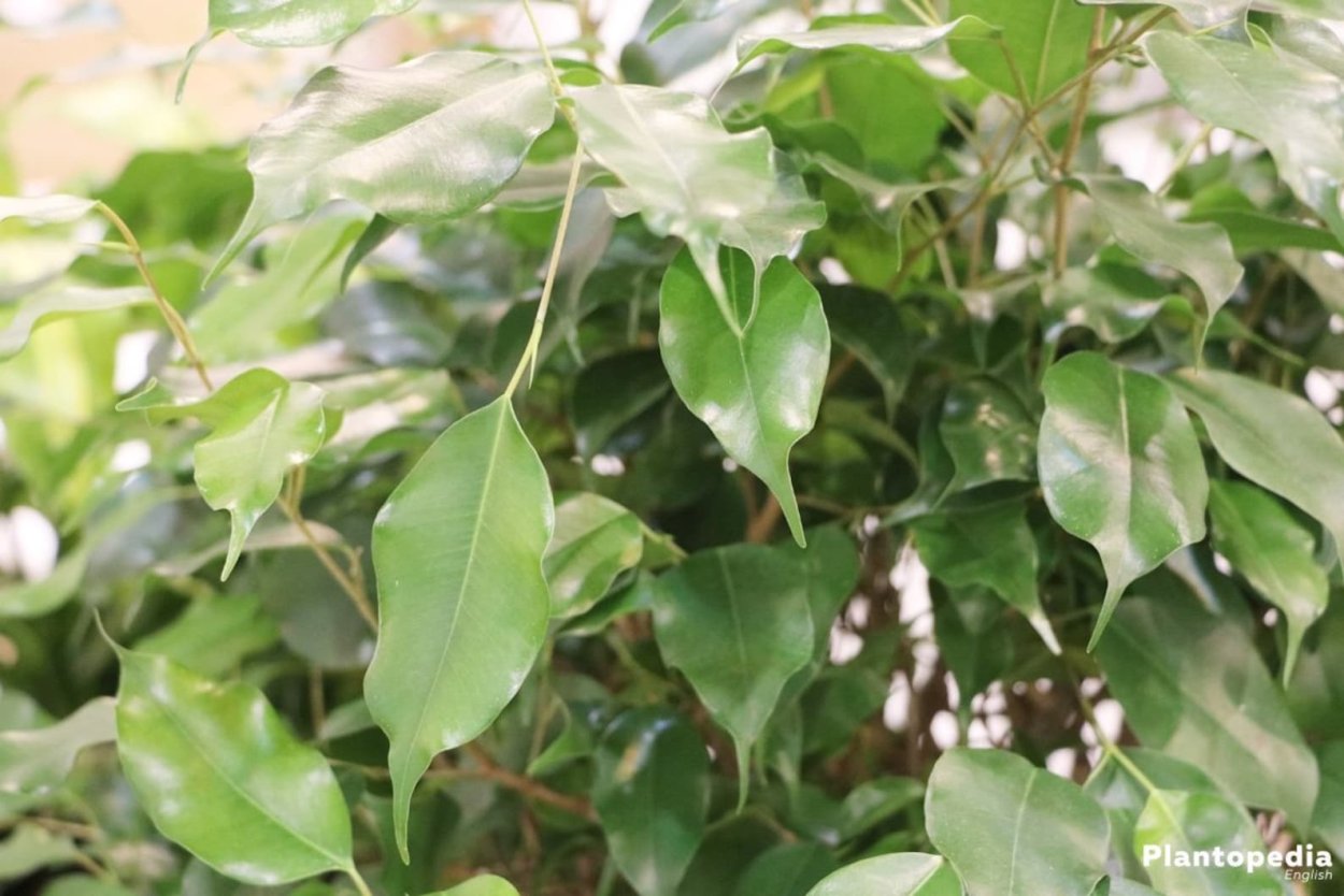 Фикус Бенджамина требования к почве