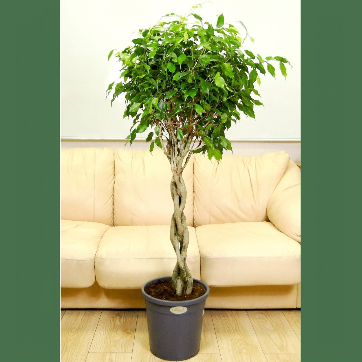 Ficus benjamina(Weeping Fig)