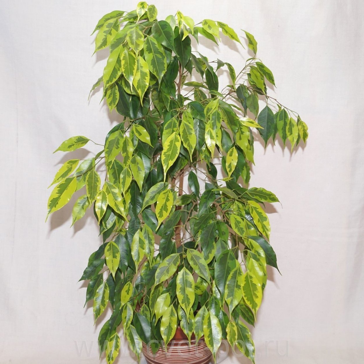 Фикус Бенджамина Барокко