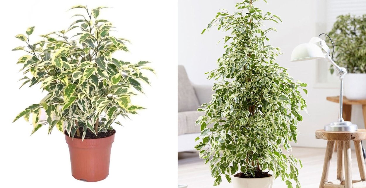 Фикус benjamina d12