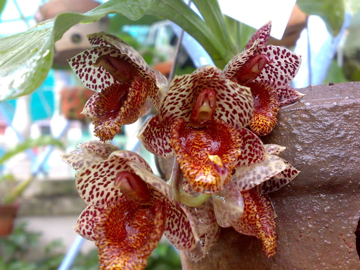 Орхидея Catasetum fimbriatum