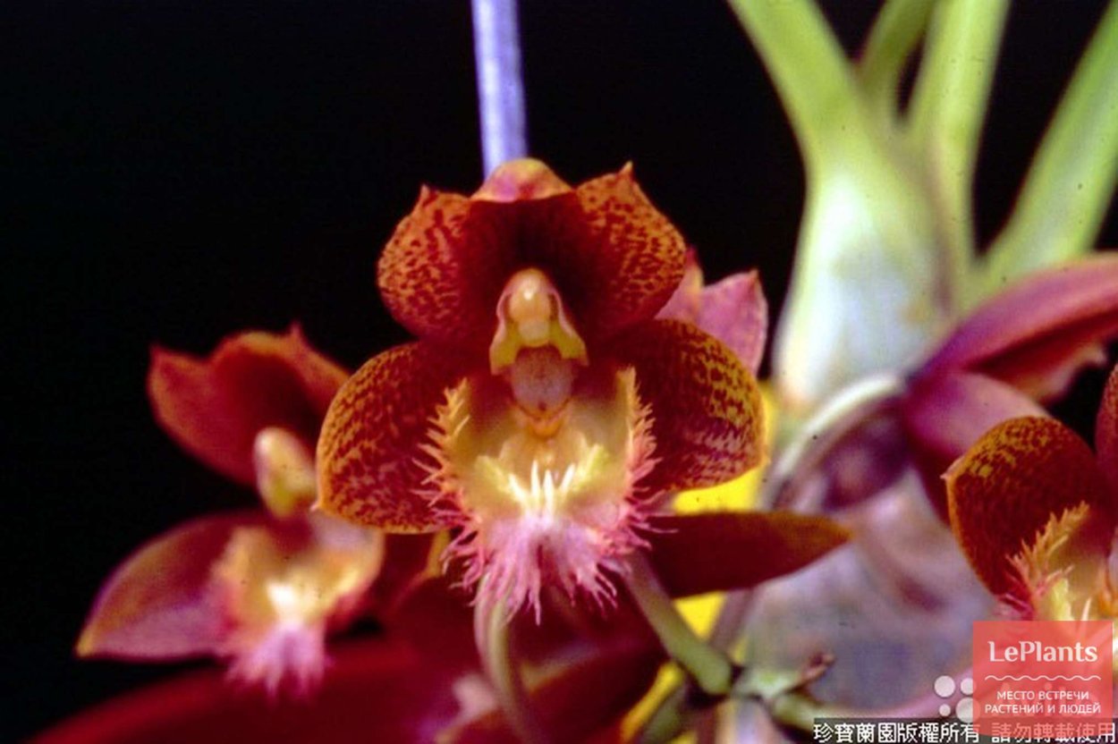 Кловесетум Пенанг Waltz