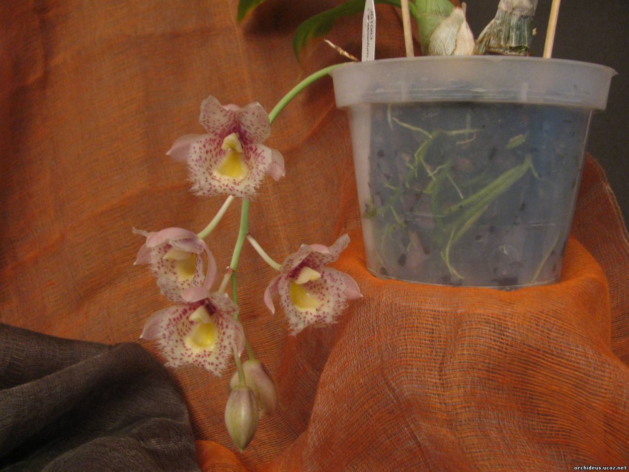 Седирея Японика