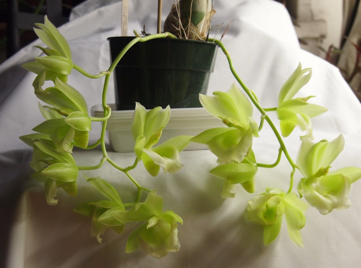 Clowesetum Jumbo Glory 'Jumbo Orchids'