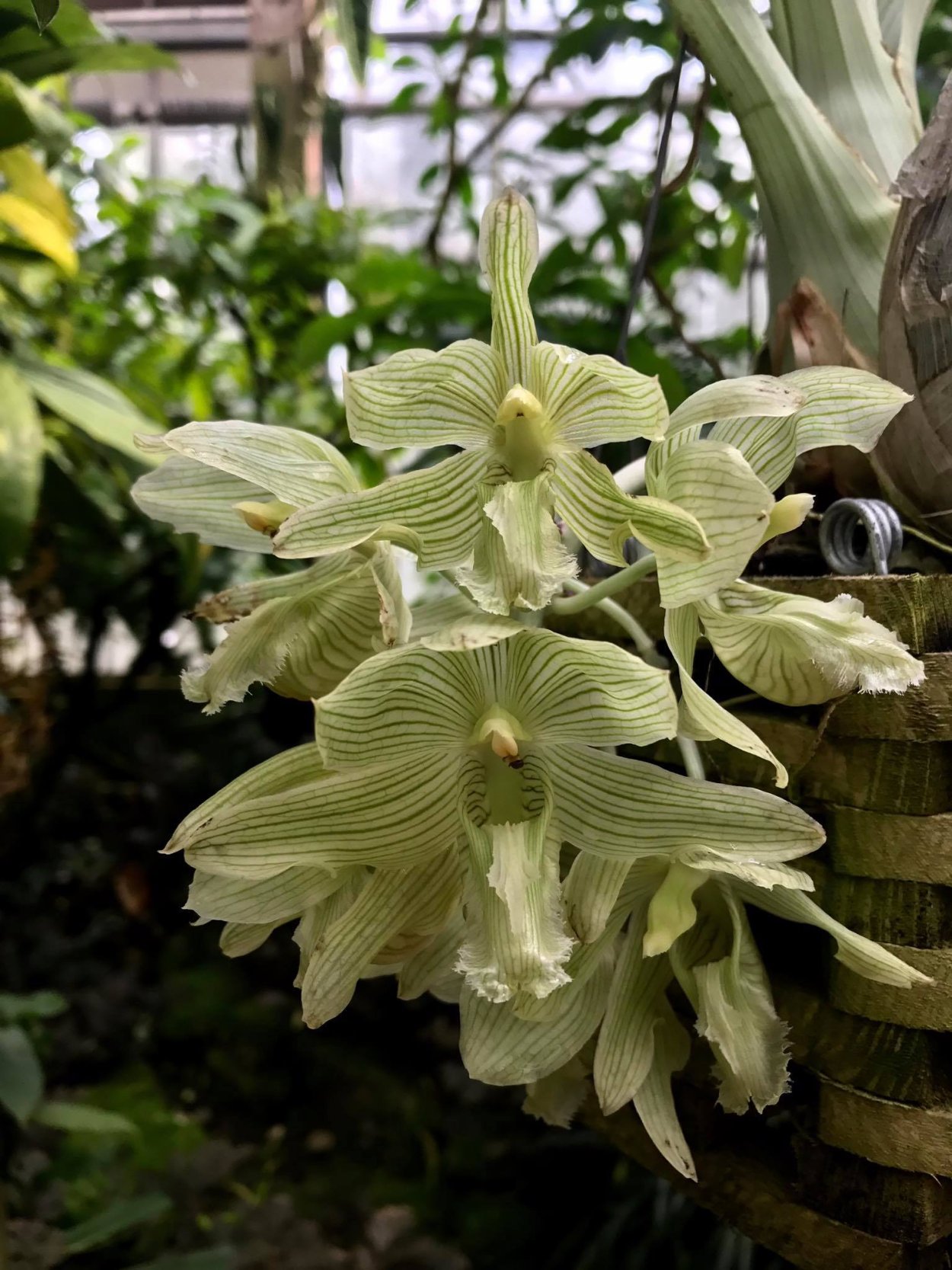 Ятрышник Обезьяний Орхидея