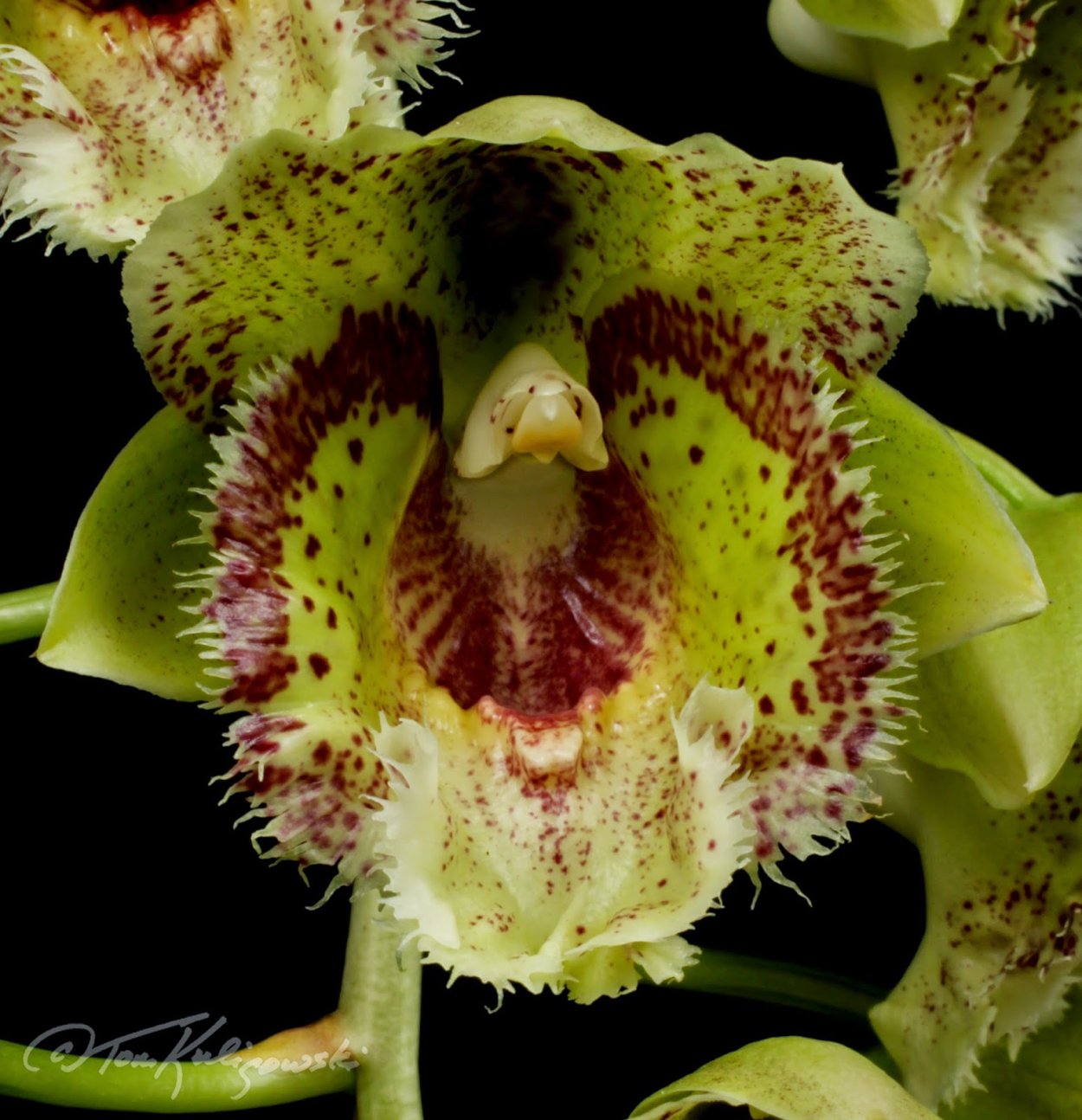 Clowesetum Penang Waltz