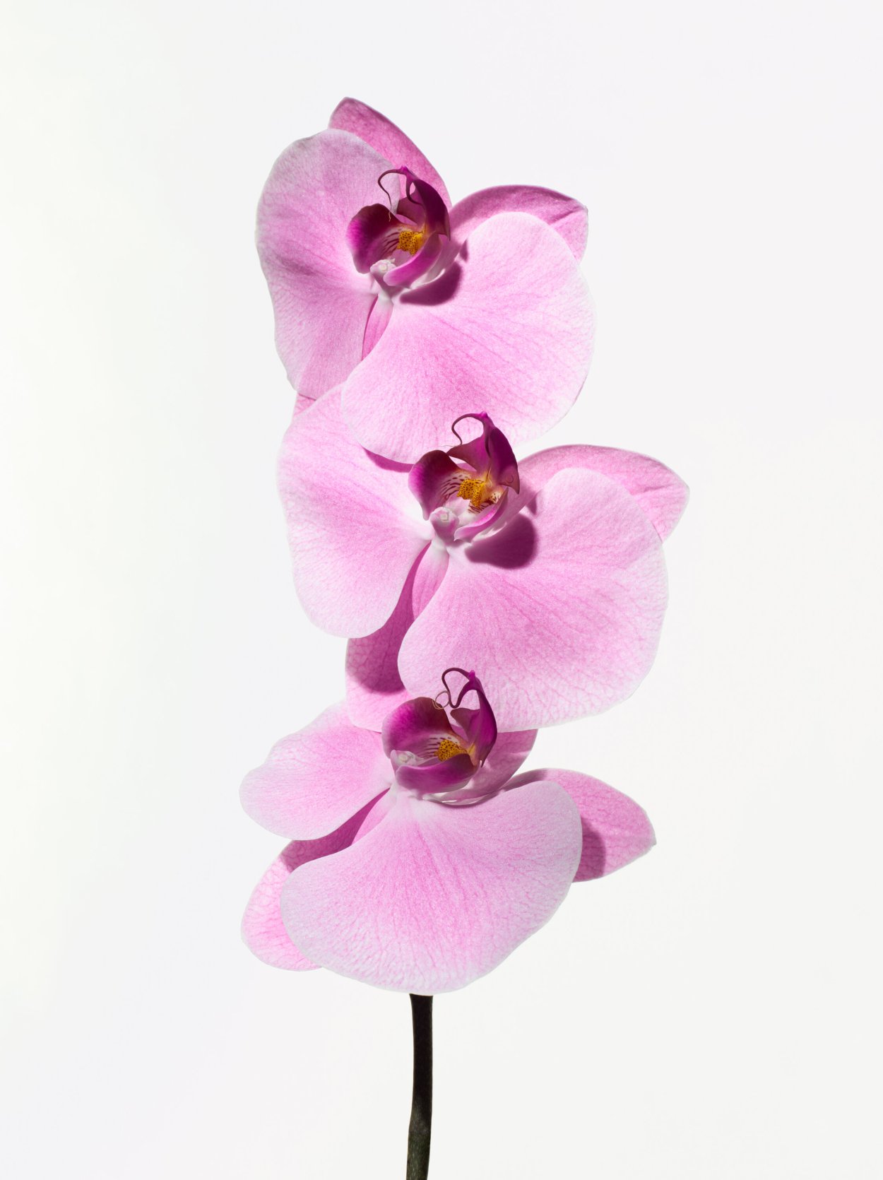 Clowesia Grace Dunn Chadds Ford