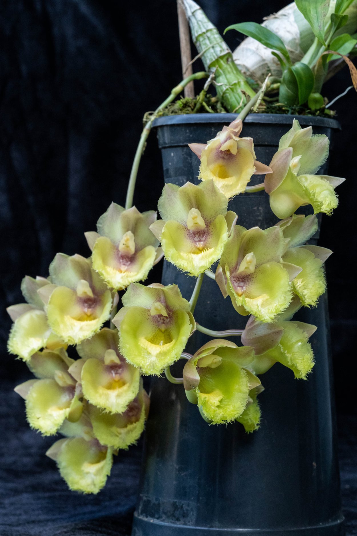 Дресслерия Орхидея