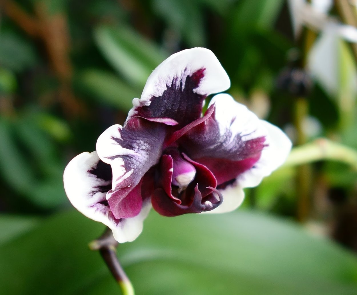 Орхидея Эстетика