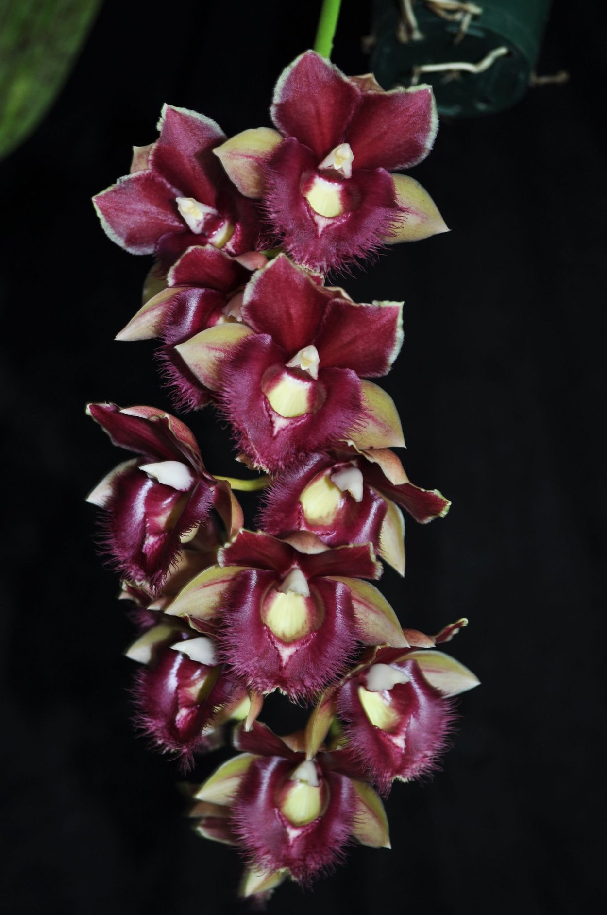 Кловесетум Орхидея