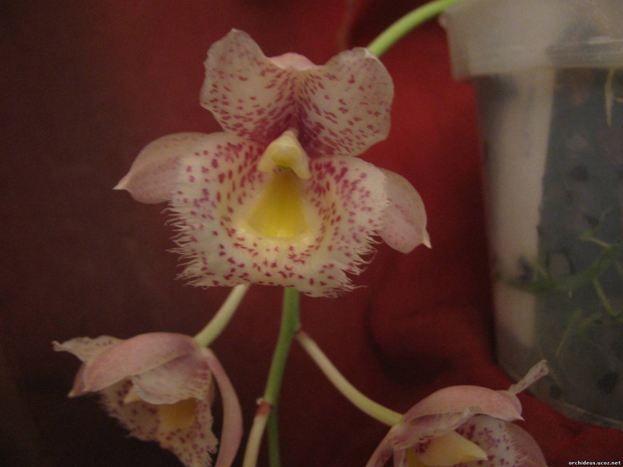 Катасетум атратум