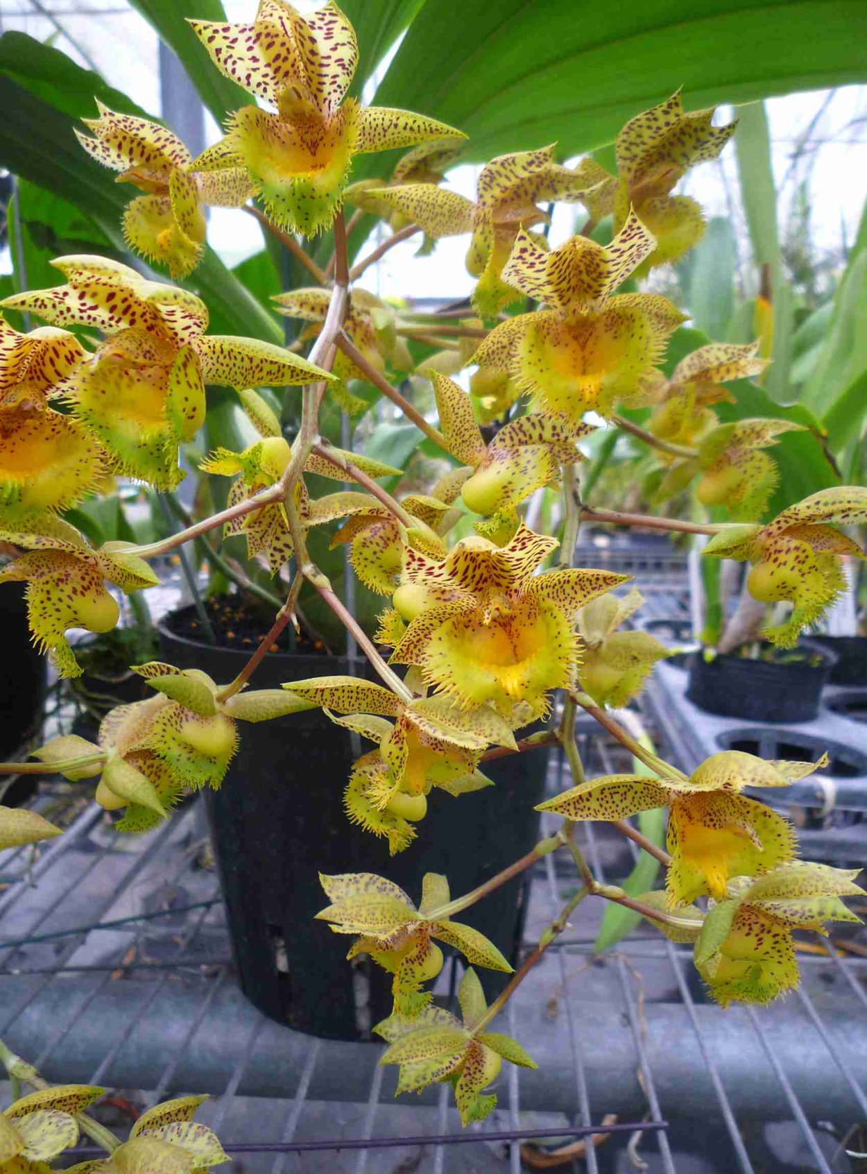 Орхидея Крылатая Перистерия Бразилия