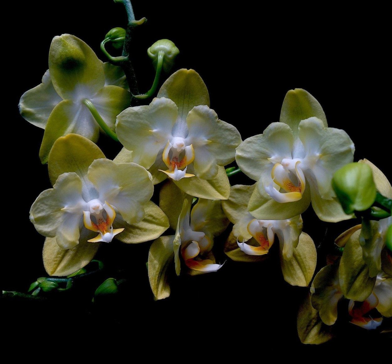 Фаленопсис ред Кэт