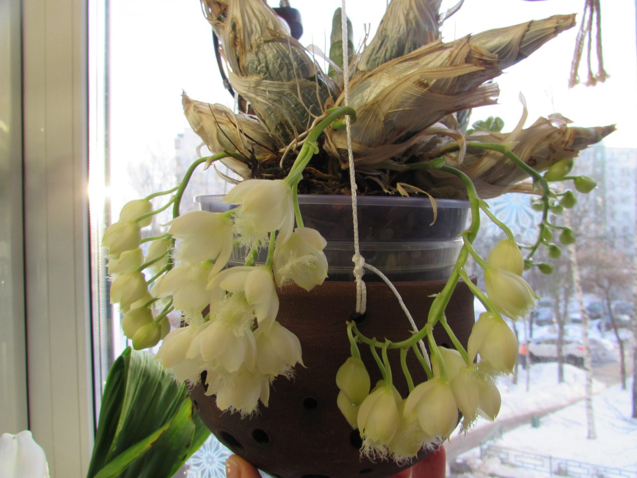 Орхидея Изабель фаленопсис