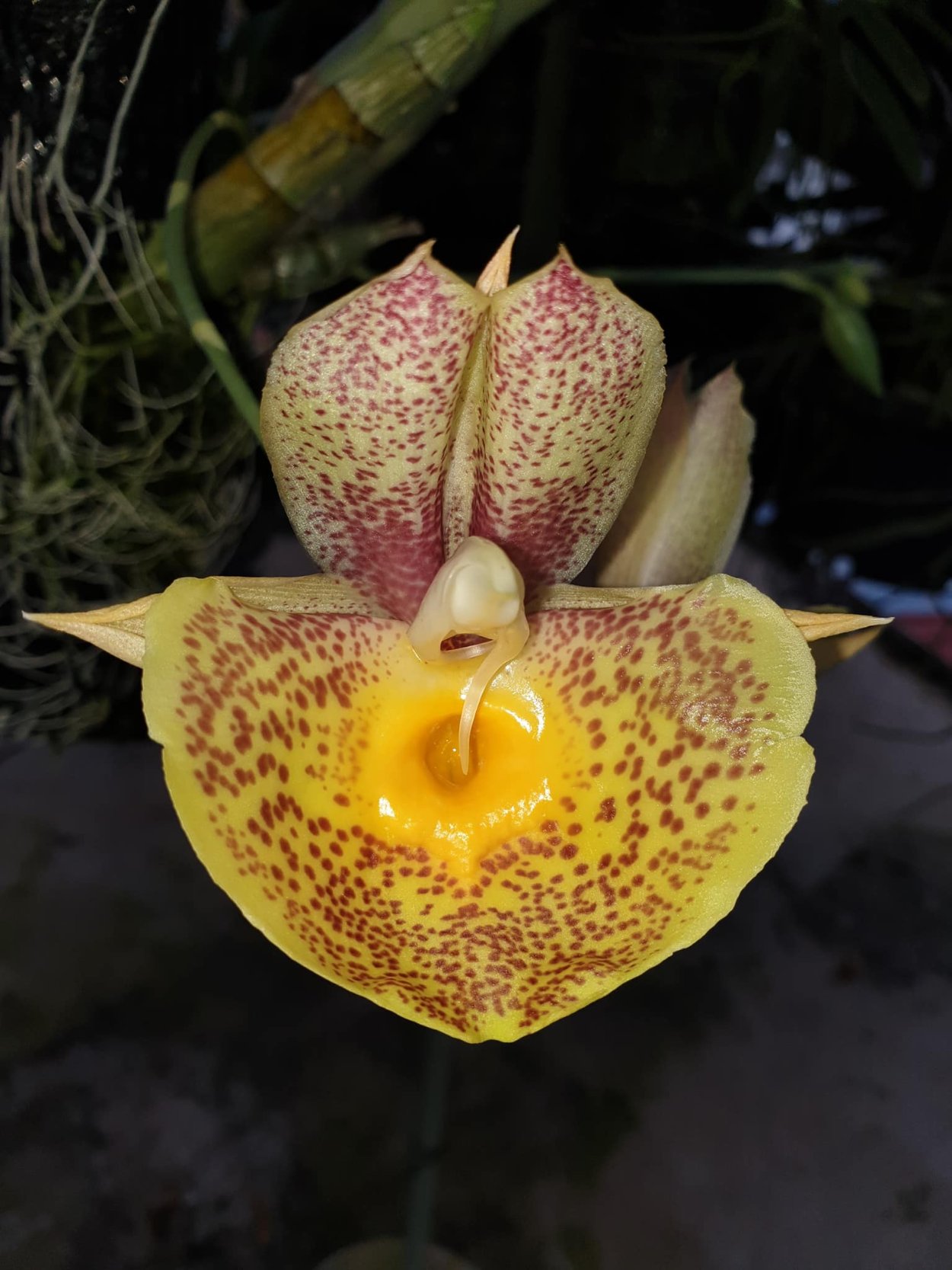 Catasetum macrocarpum