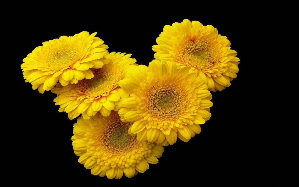 Желтые цветы на черном фоне