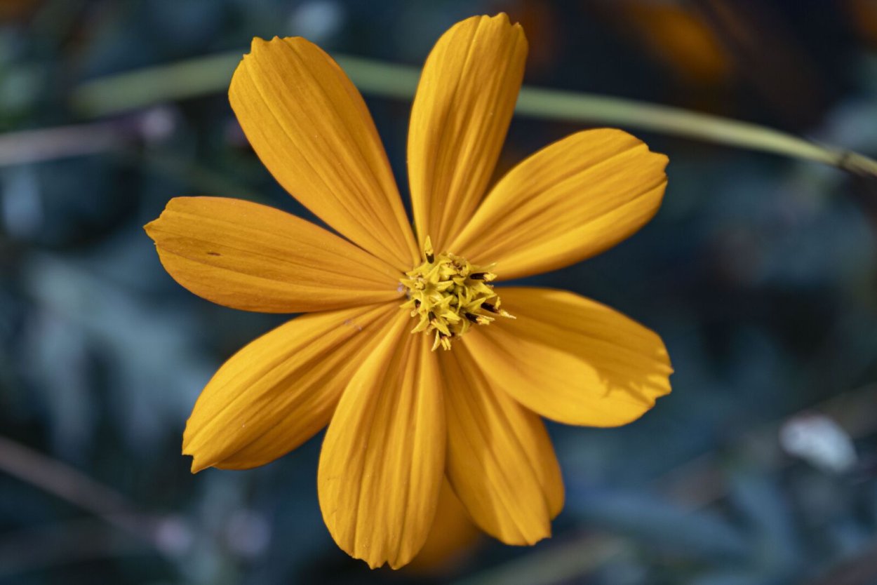 Yellow Cosmos Flower
