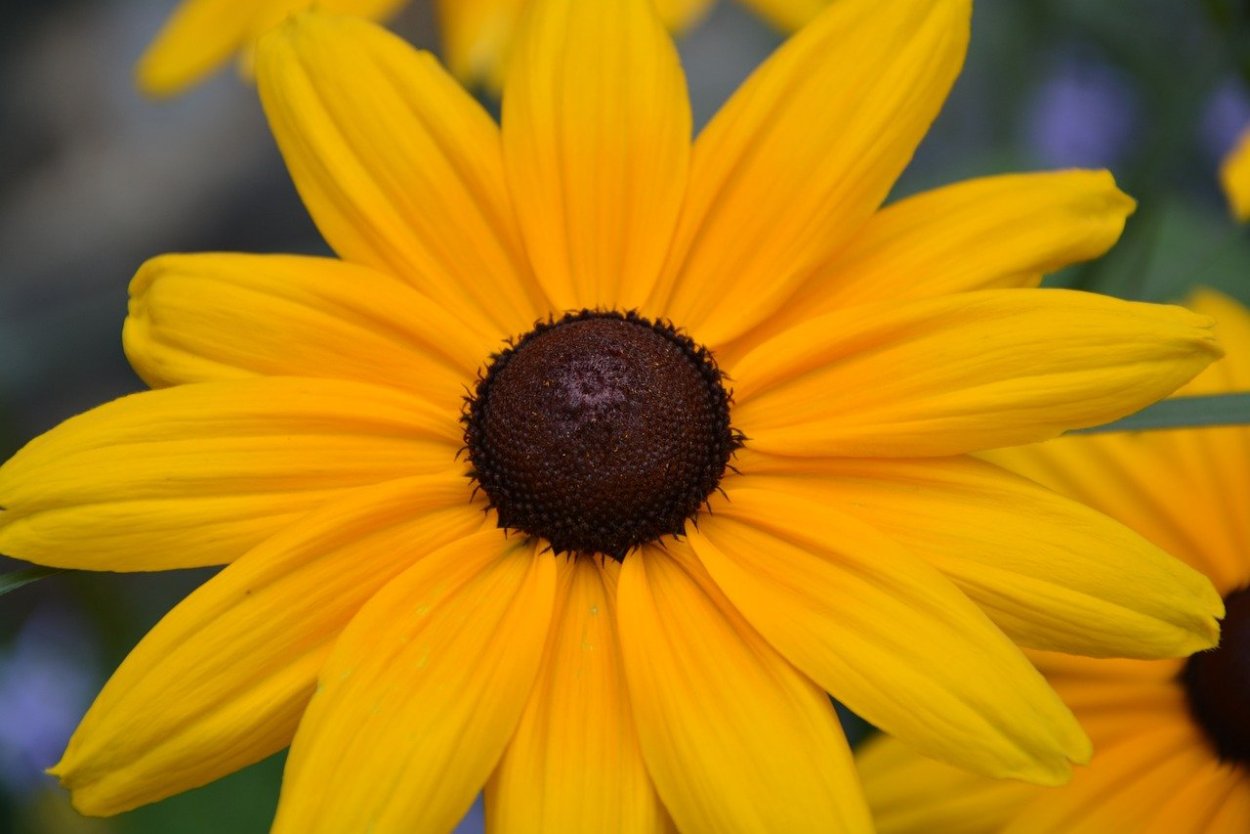 Жёлтые цветы с чёрной серединкой