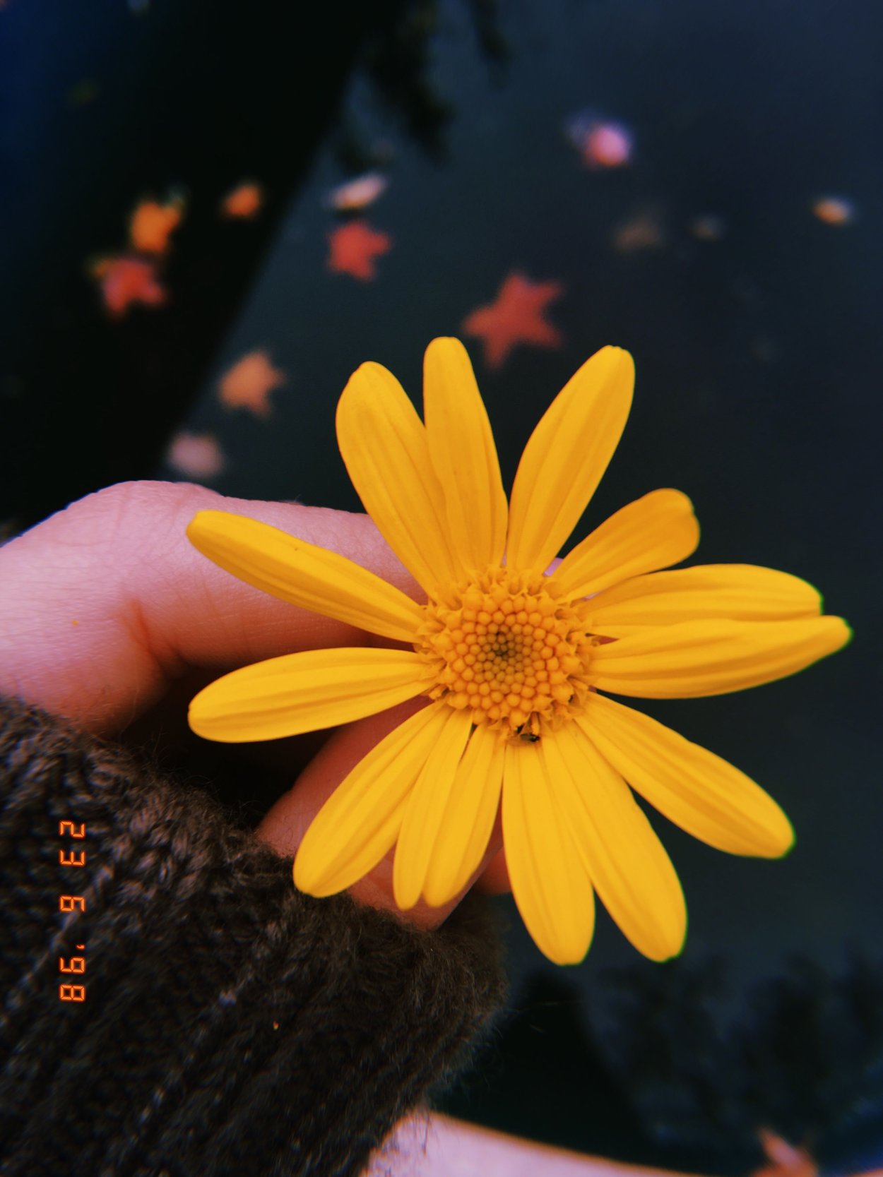 Эстетика жёлтых цветов