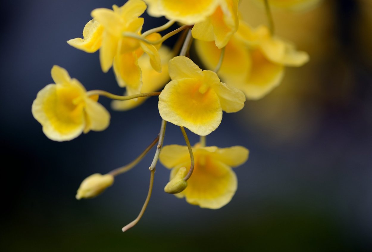 Желтые цветочки