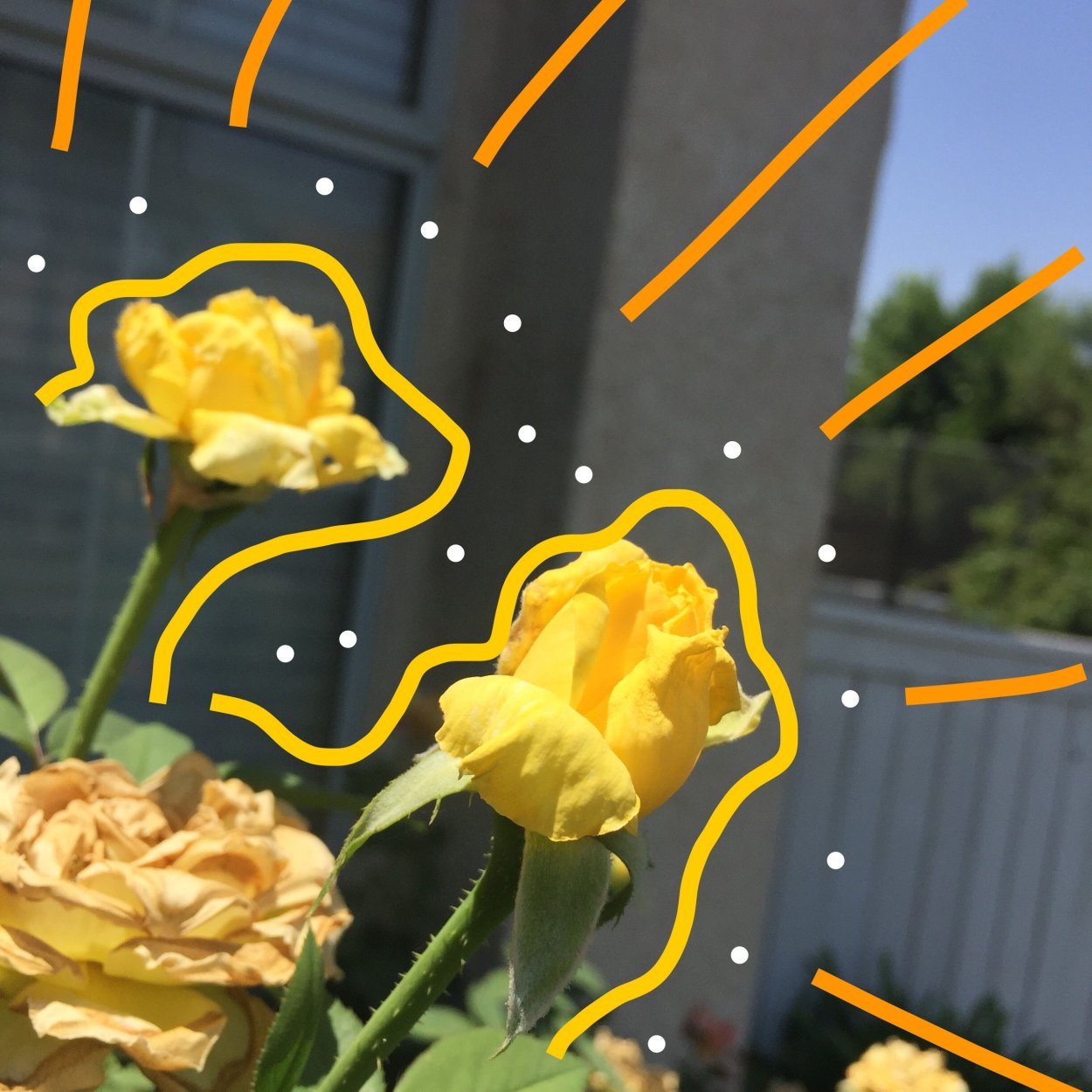 Йеллоу Эстетика