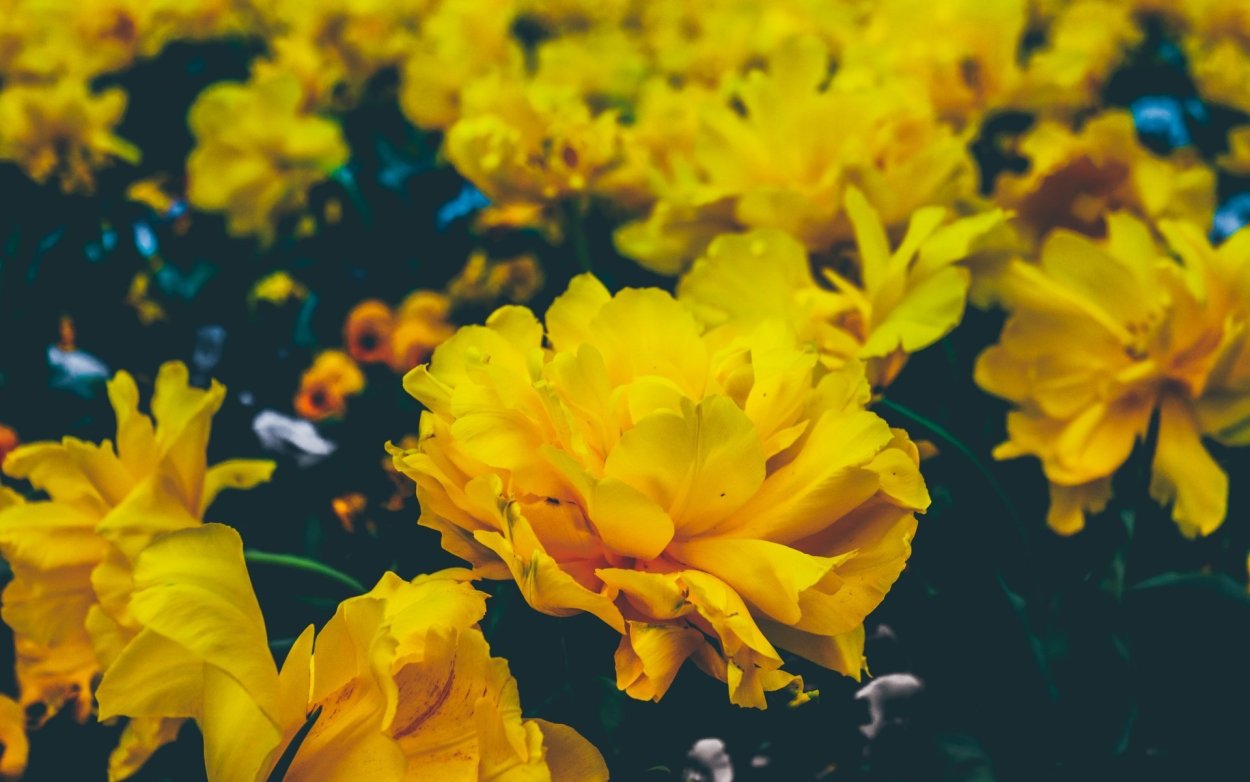 Еллоу желтый