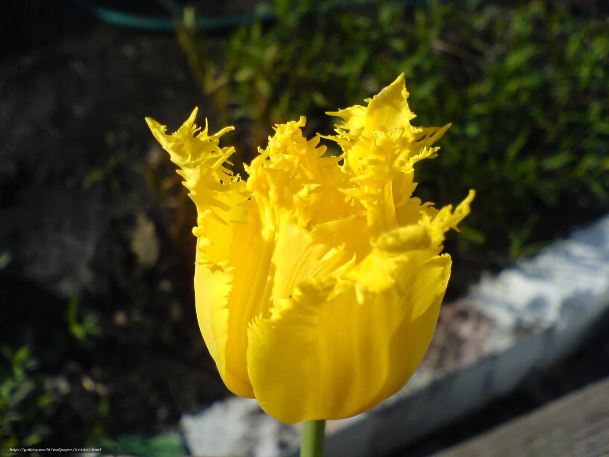 Пронзительно желтый