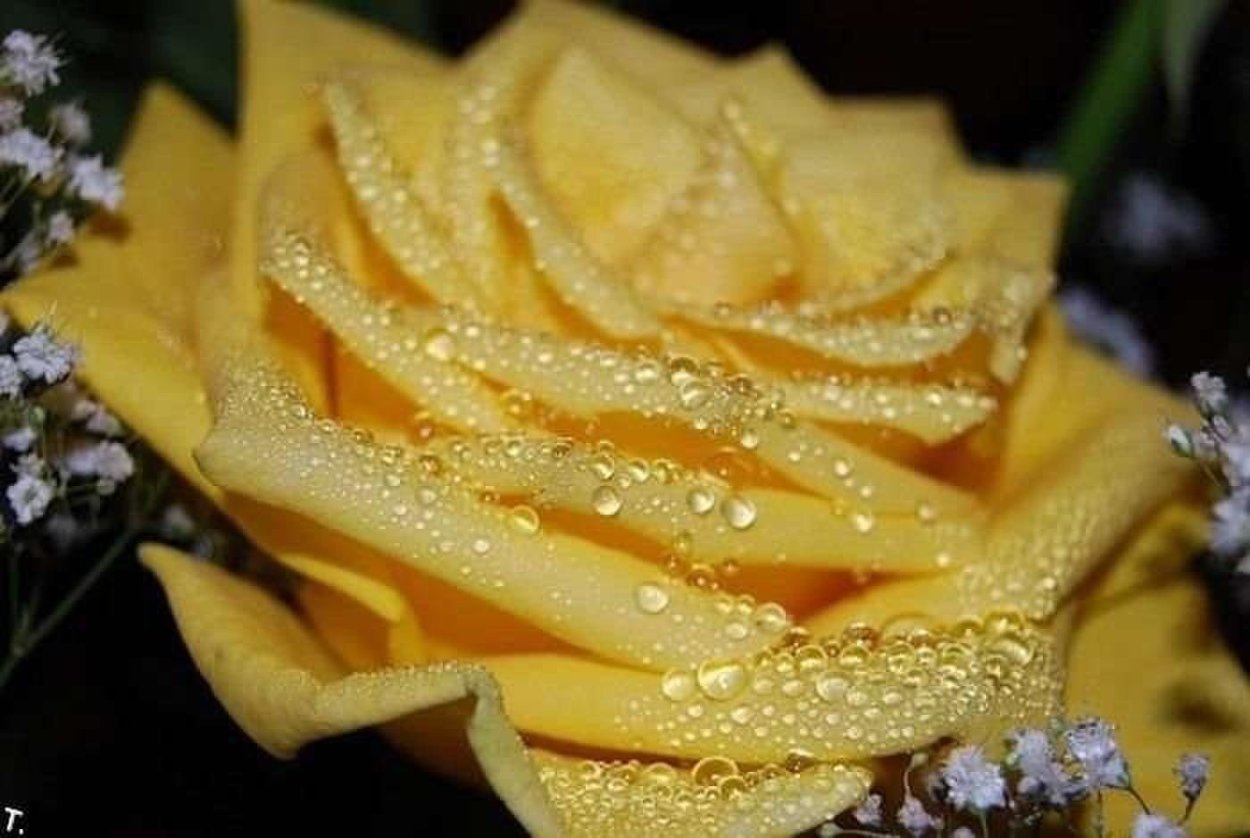 Желтые розы