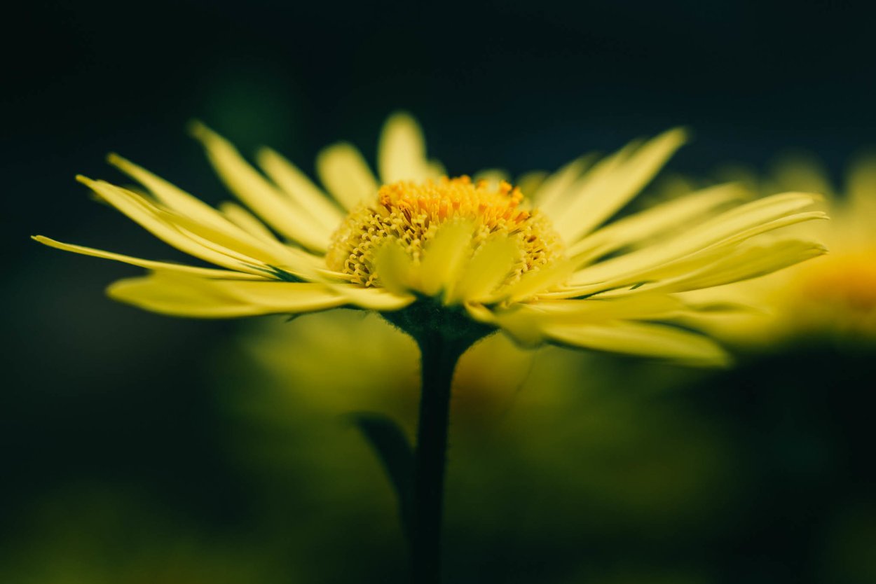 Желтые цветы макро