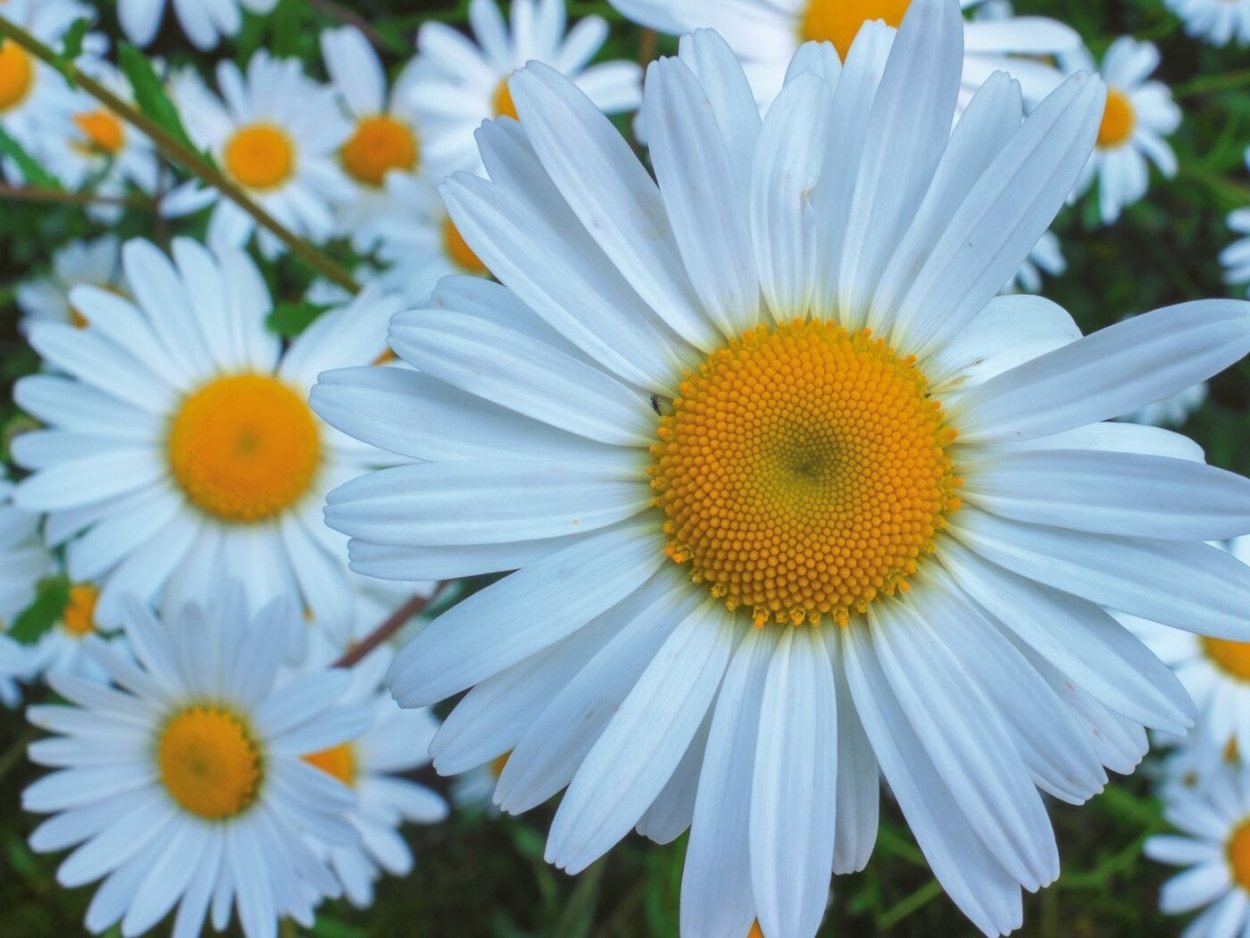 Ромашки на деревянном столе
