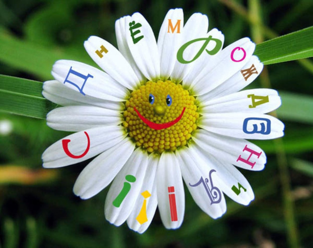 Японская Ромашка