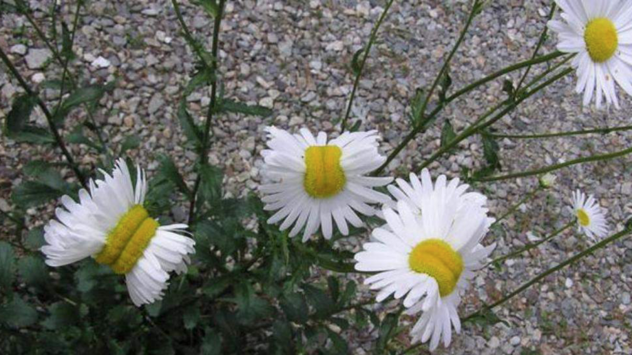 Смешарики Ромашка