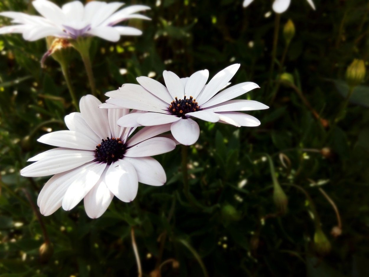 Бутон ромашки