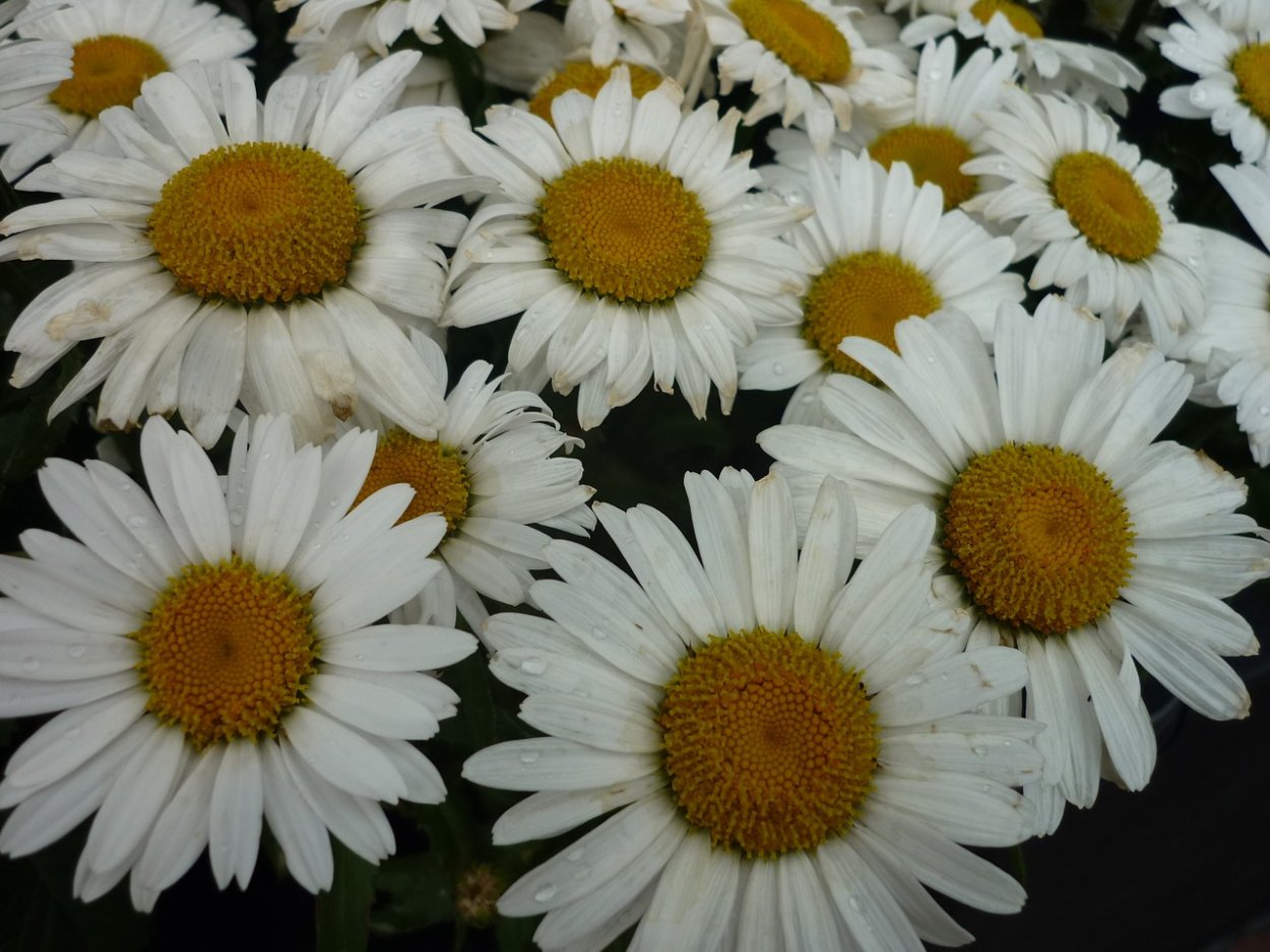 Фон с ромашками Эстетика