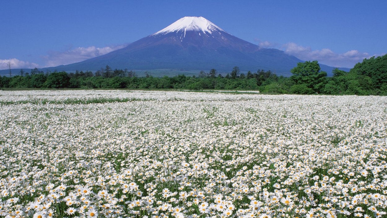 Кардиган с ромашками