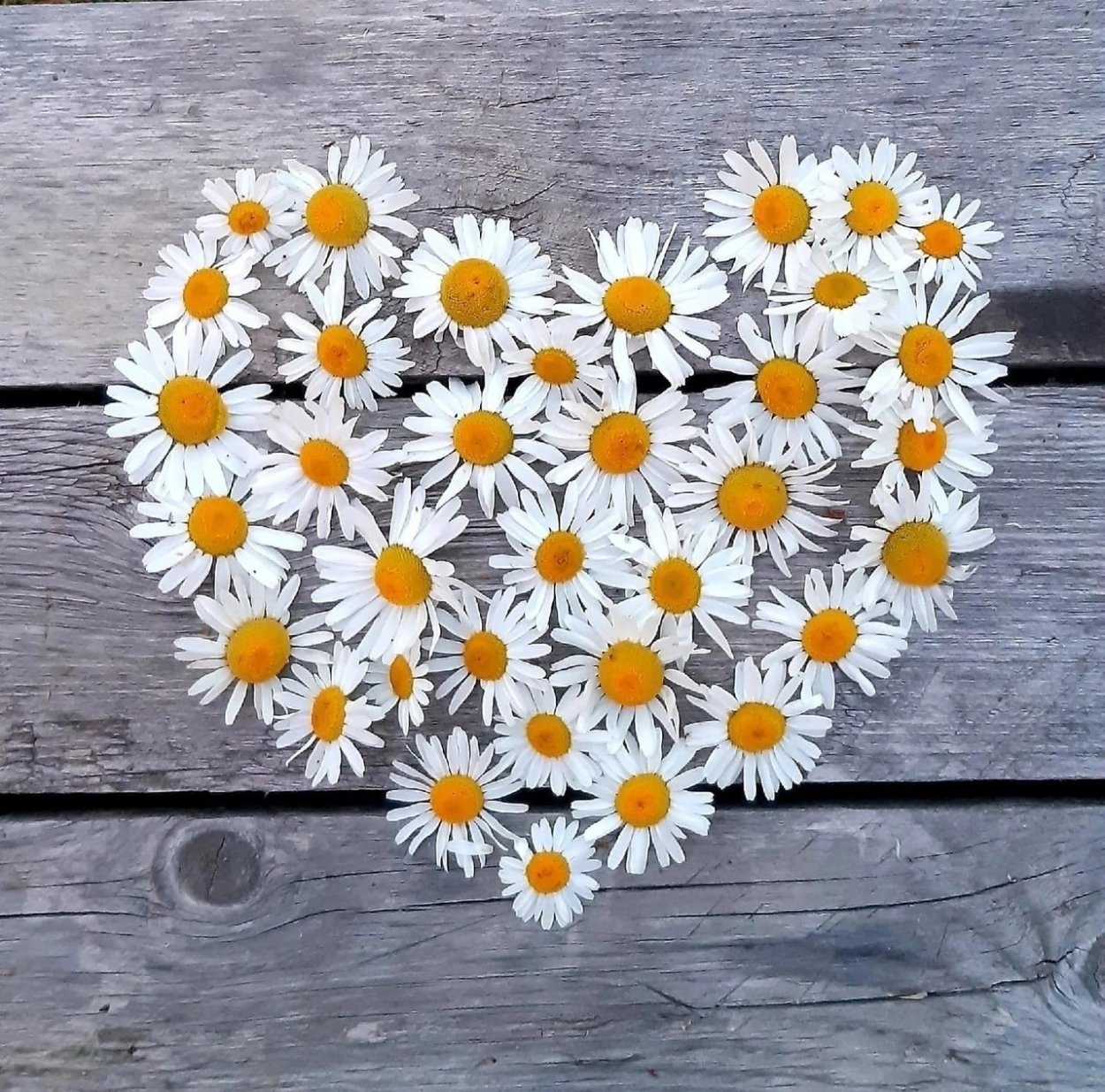 Цветочный парк Урасима Япония