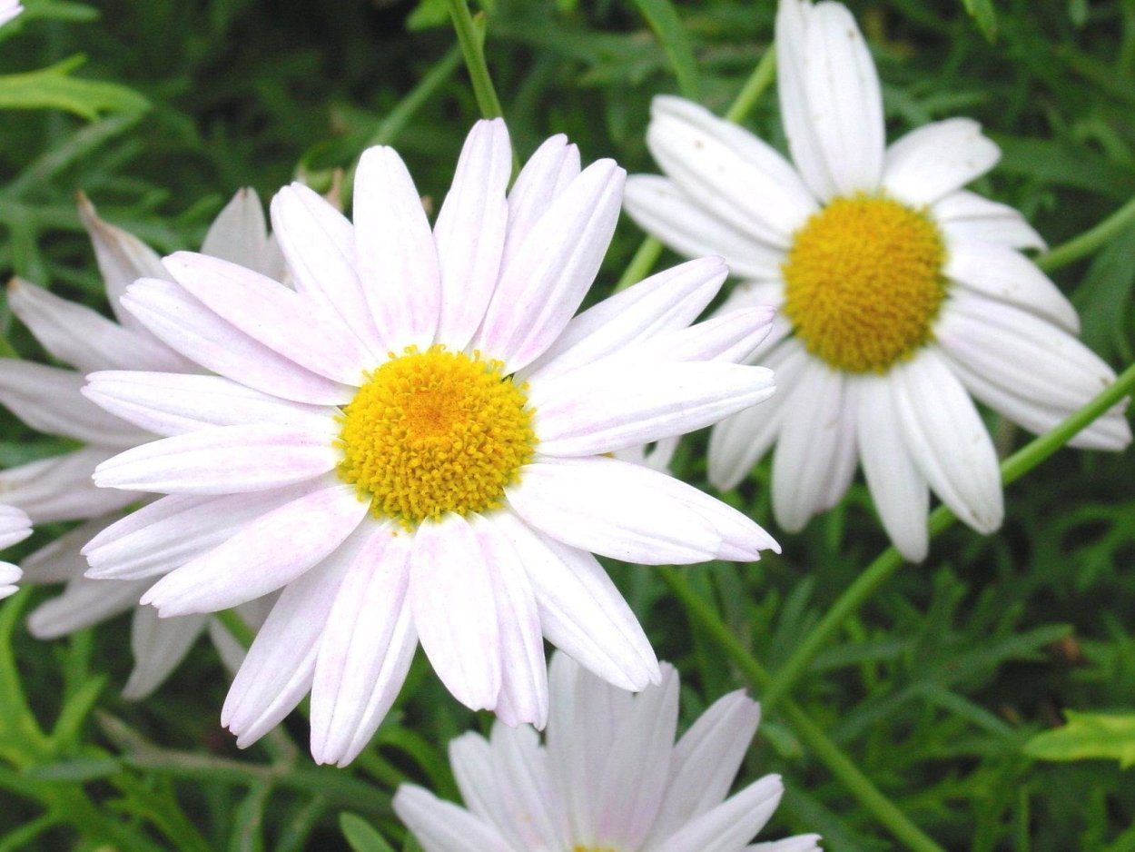 Американская Ромашка