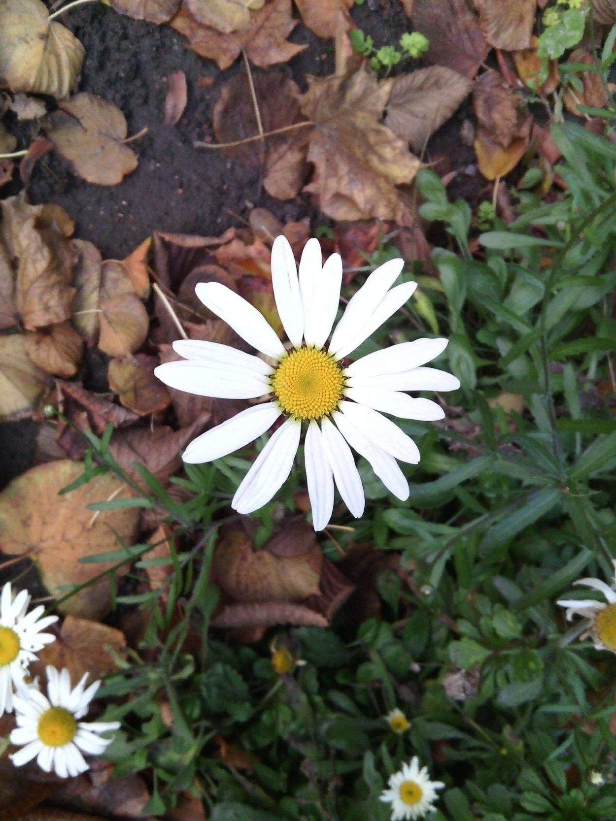 Поле ромашек