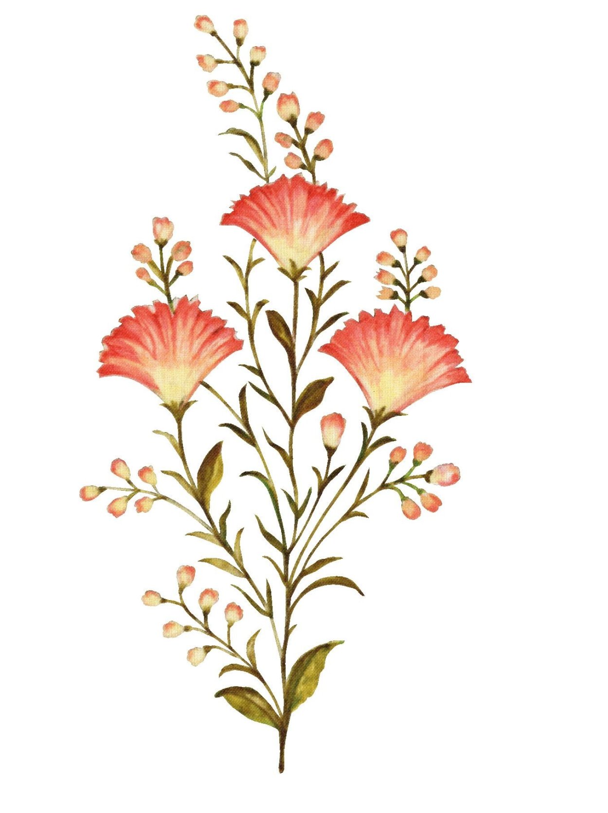 Флористика Эстетика