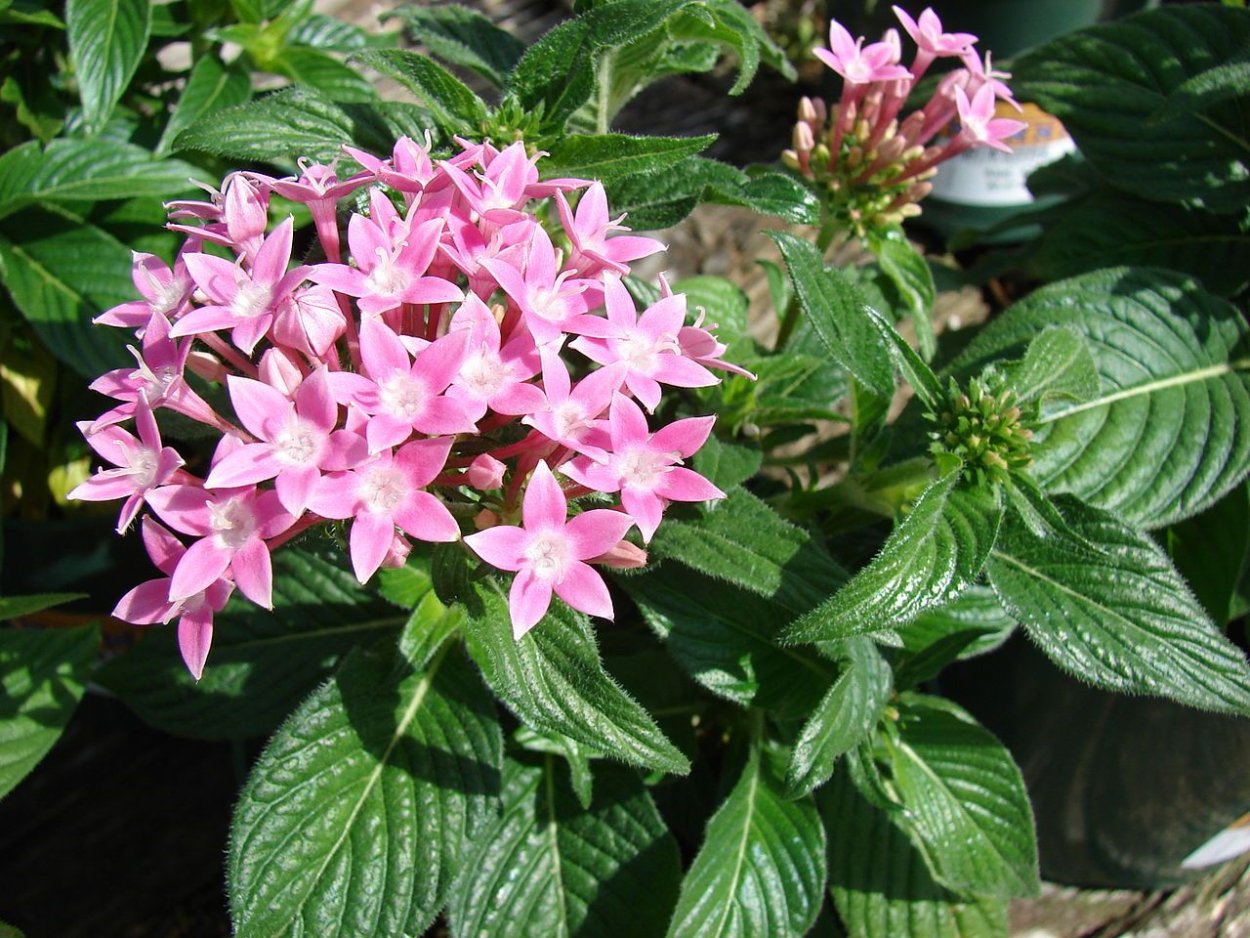 Пентас ланцетовидный (Pentas lanceolata)