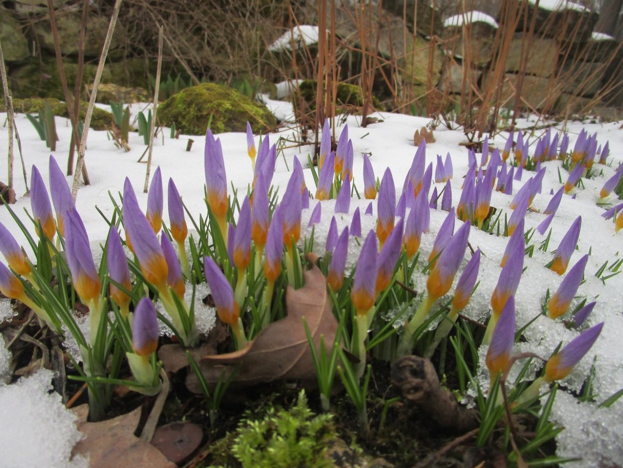 Первоцвет Сахалинский