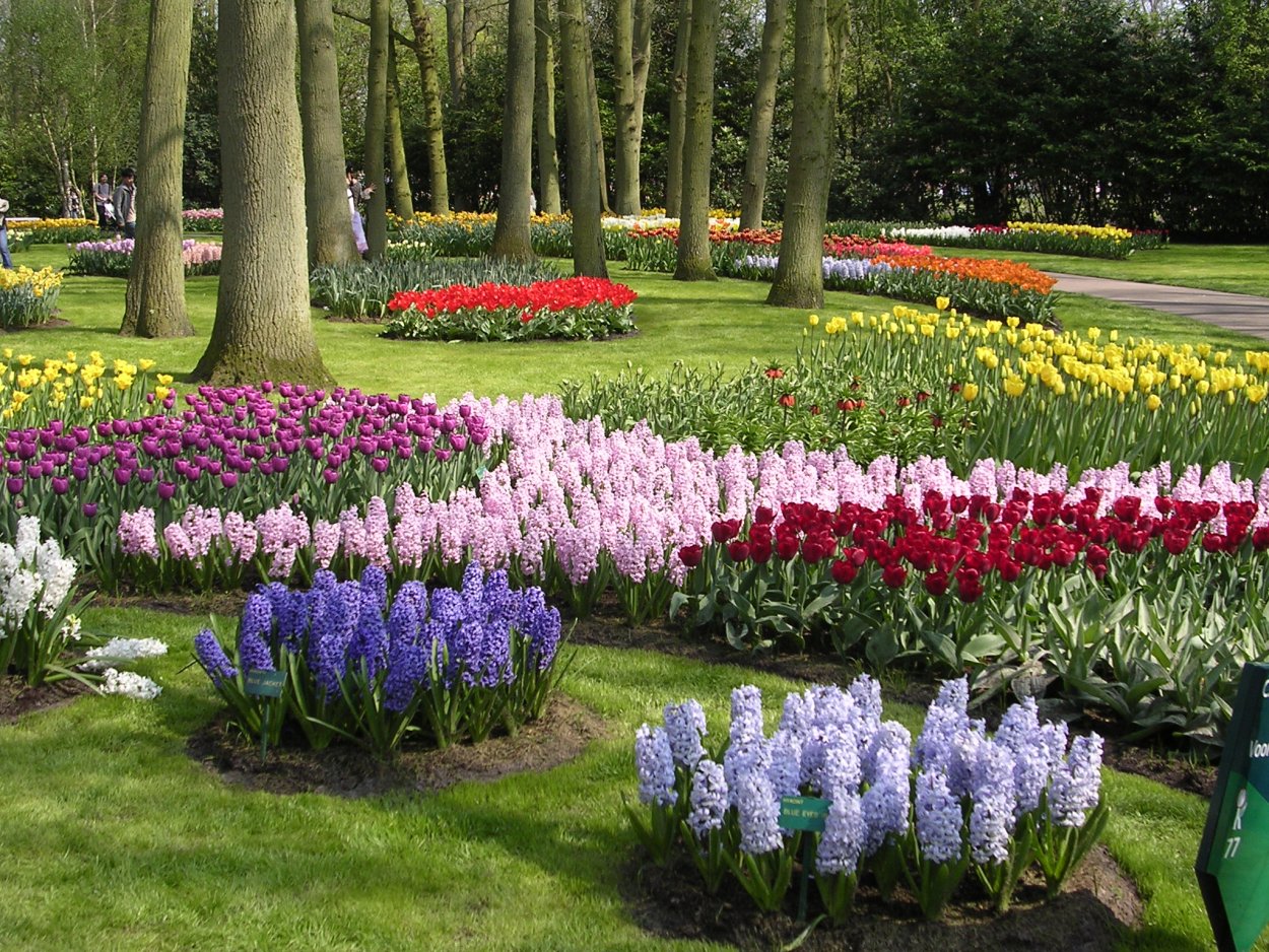 Гиацинты в кёкенхоф