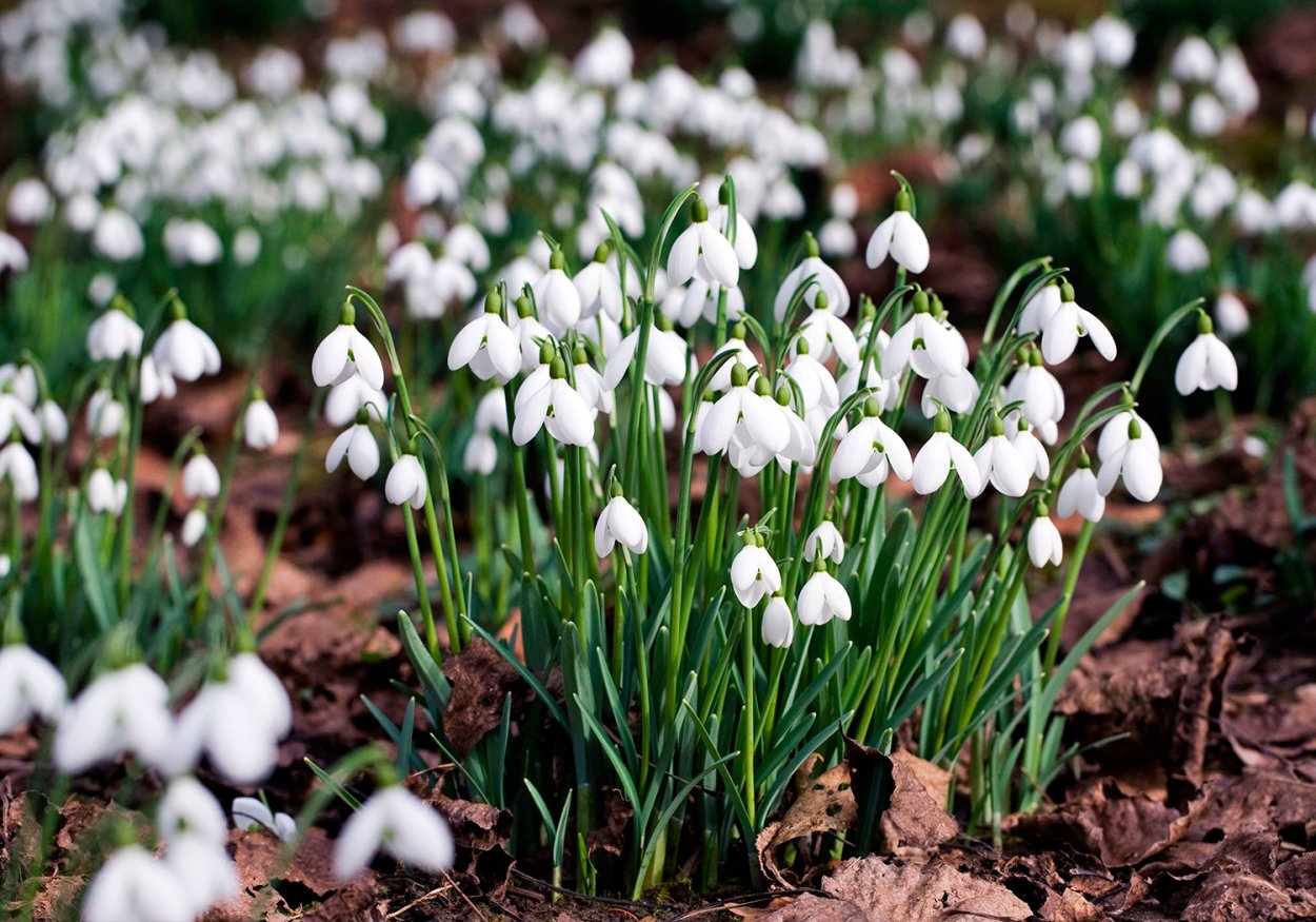 Подснежник Галантус