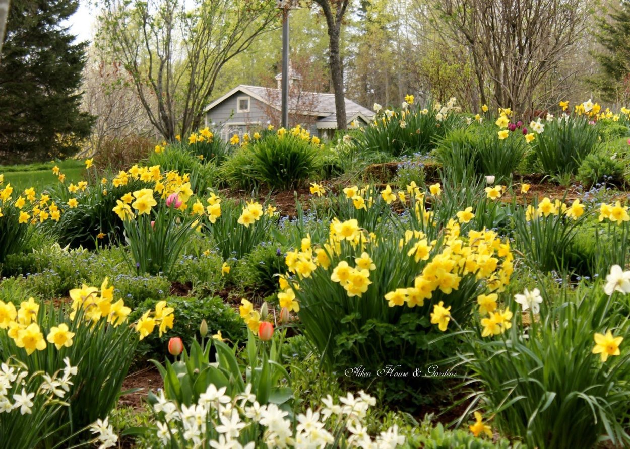 Миксбордер с тюльпанами и нарциссами