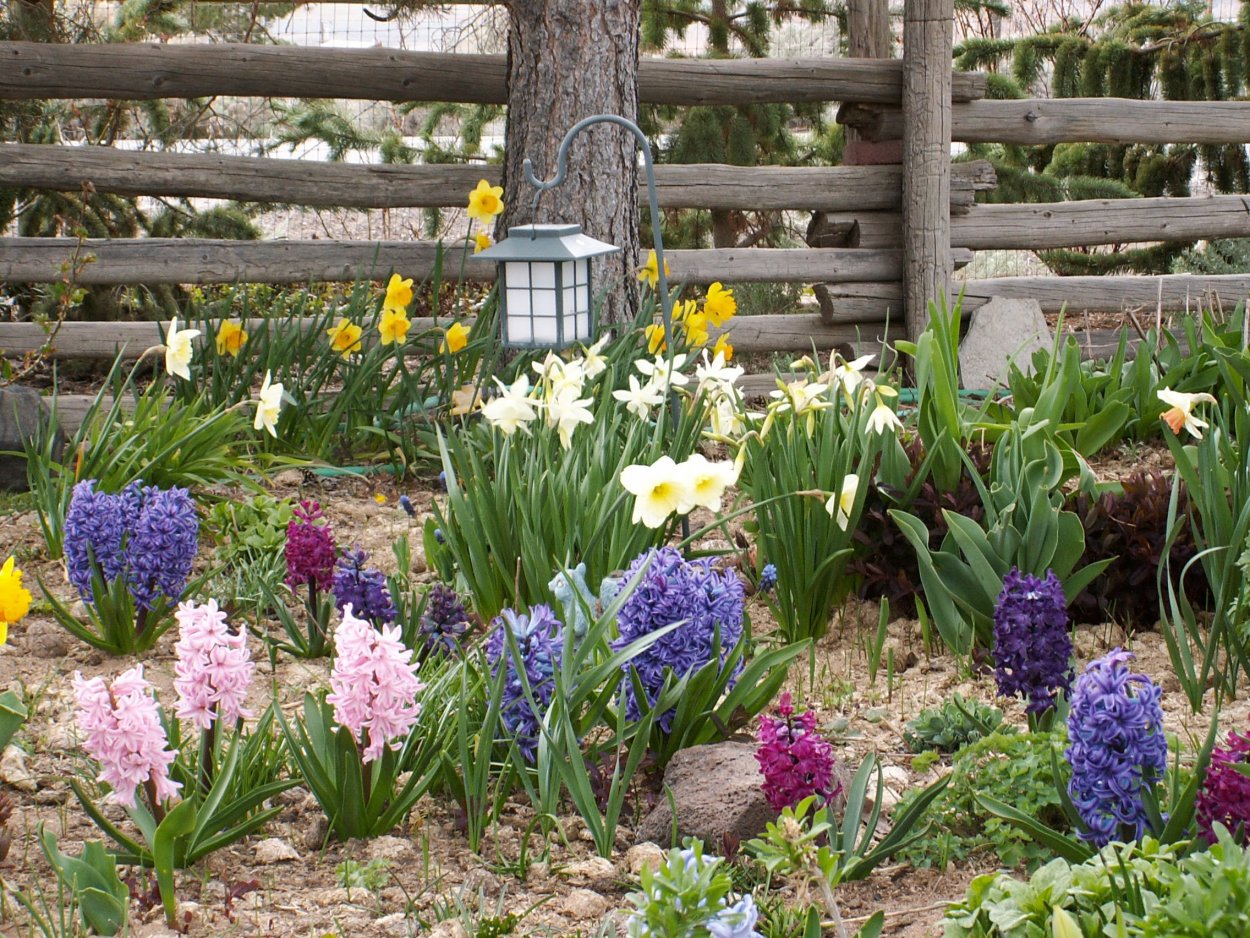 Весенняя клумба мускари гиацинт