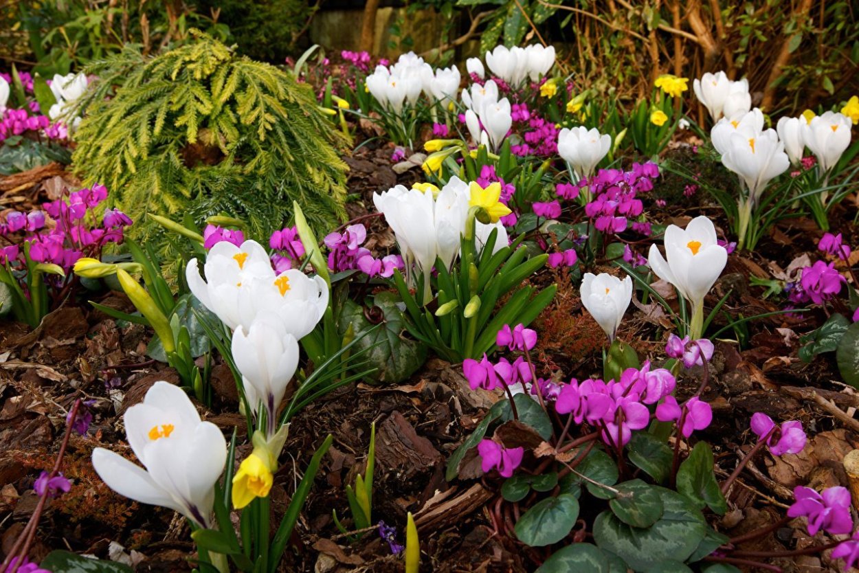 Первоцветы (подснежники, крокусы, гиацинты).
