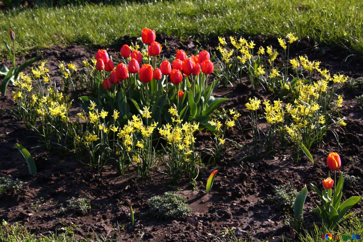 Альпийская горка тюльпан Нарцисс Крокус
