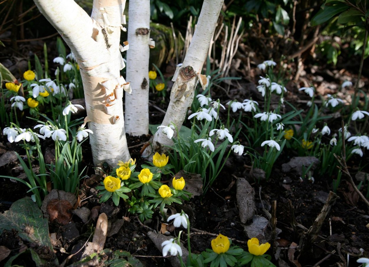 Сад ранней весной