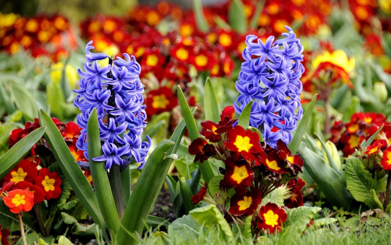 Первоцветы гиацинт